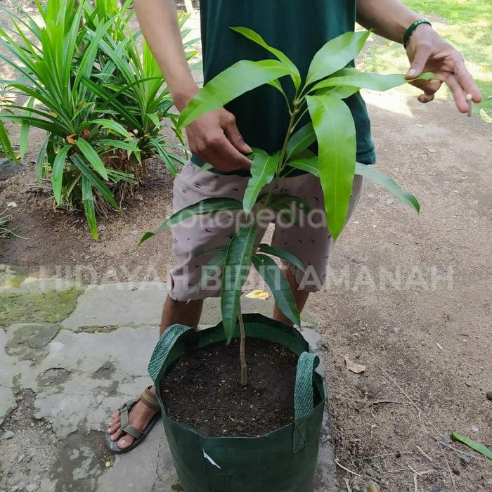

BIBIT TANAMAN BUAH MANGGA RED IVORY