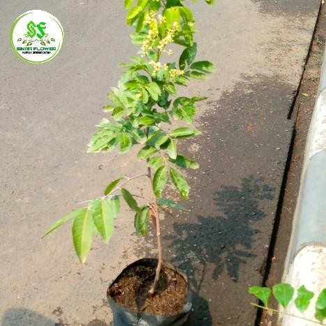 bibit kelengkeng new kristal unggul