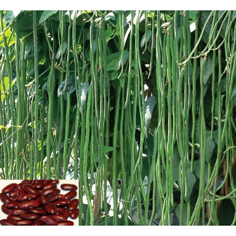 

Biji Benih Kacang Panjang 100 Biji