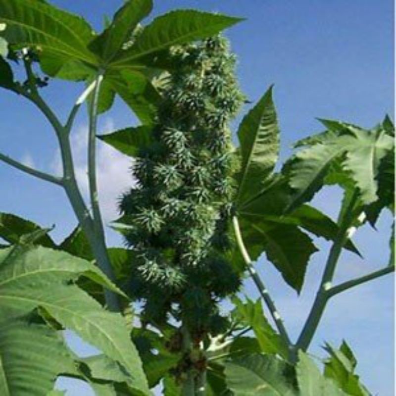 

Daun Jarak Kepyar 1 Kg / Daun Kaliki Segar Bahan Ecoprint