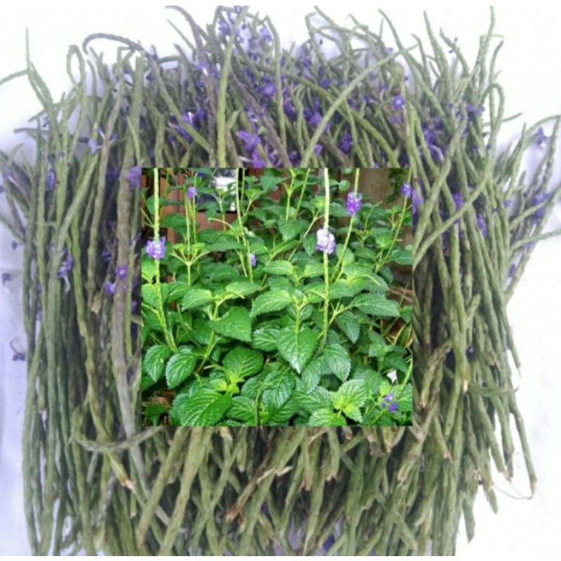 

Bunga Pecut Kuda Fresh Segar 500 Gram / Bunga Jarong / Stachytarpheta jamaicensis