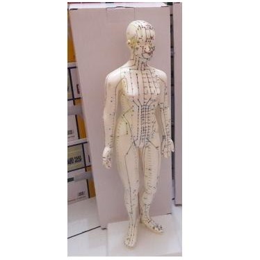 Patung Akupuntur Model Wanita / Boneka Titik Titik Akupuntur