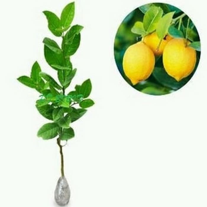 

Bibit Tanaman Pohon Jeruk Lemon lokal