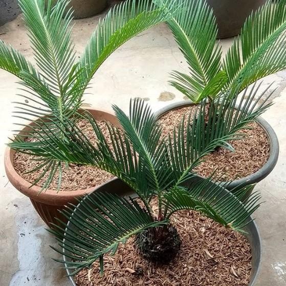 

Tanaman hias palm sikas - bibit palm sikas