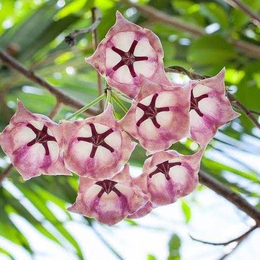 Bibit Tanaman Hoya Archboldiana Papua Wangi