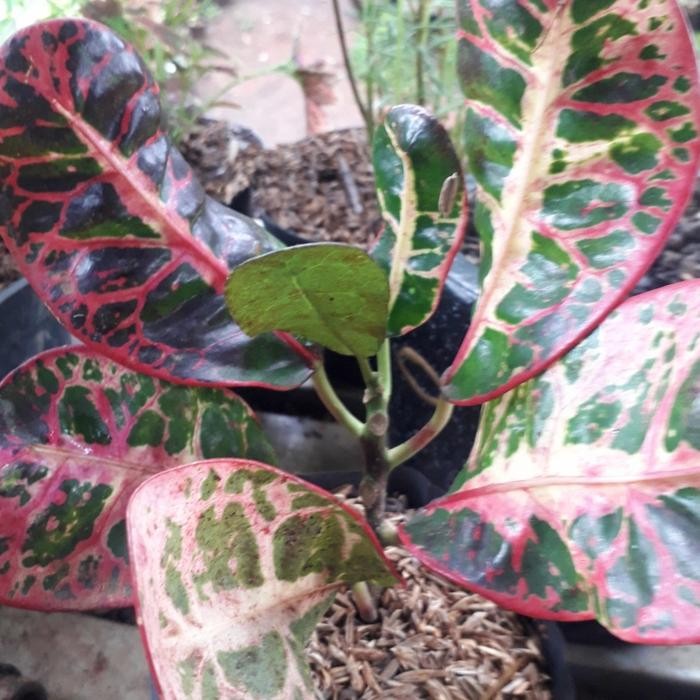 Ready Bibit Puring Apel Merah Tanaman Hias - Benih / Biji / Bibit