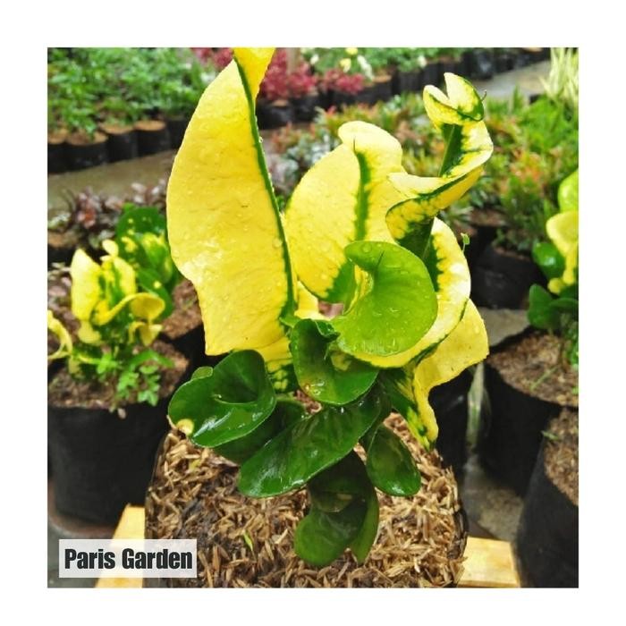 

TANAMAN HIAS PURING APEL KUNING - BIBIT POHON PURING APEL CROTON APEL