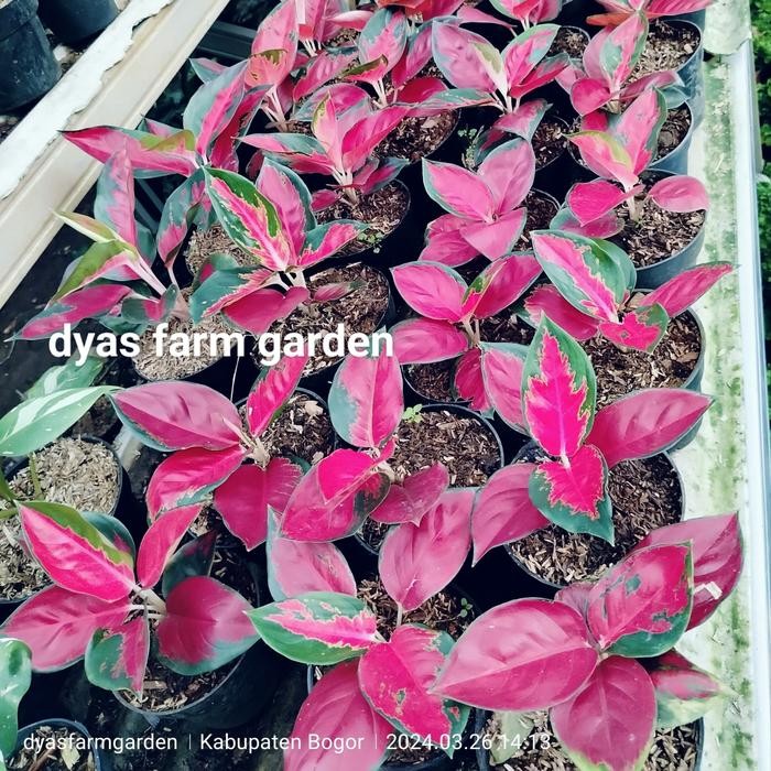 

Tanaman Hias Aglonema Suksom Jaipong Bibit Suksom