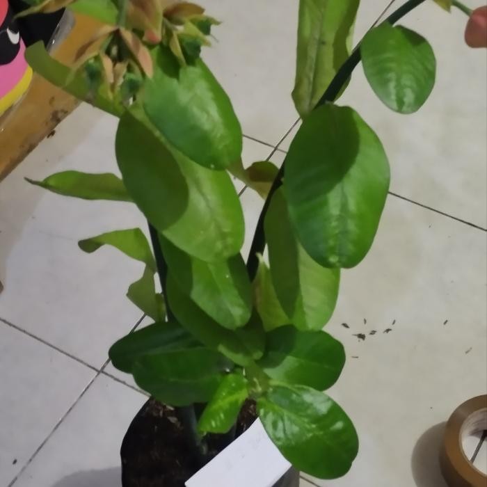 

bibit tanaman hias cucak rowo