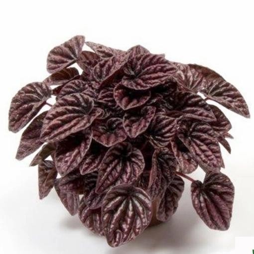 

TANAMAN HIAS CAPERATA RED/BIBIT CAPERATA MERAH