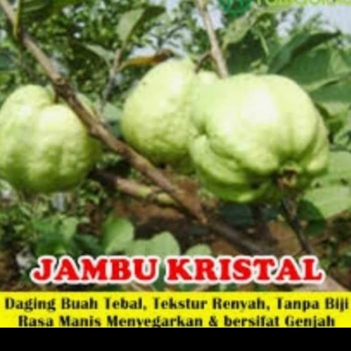 

Bibit Tanaman Jambu Kristal 100 Cm (/GO-JEK Only)