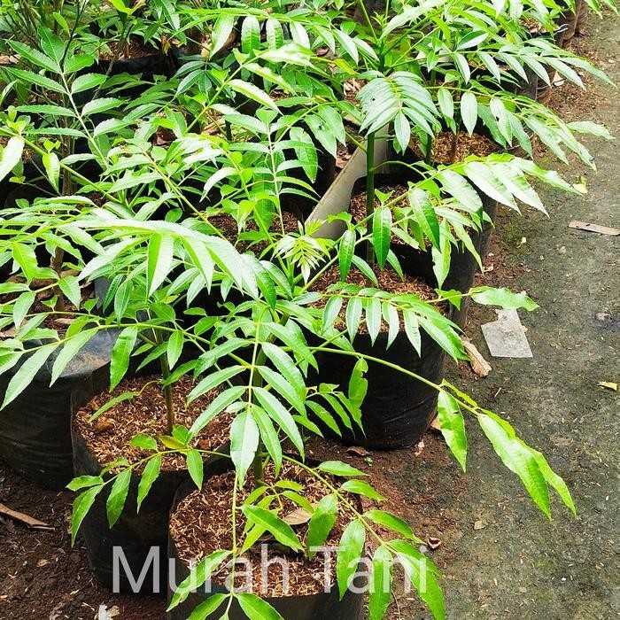 

Tanaman Bibit Kedondong Mini 75 - 100 cm