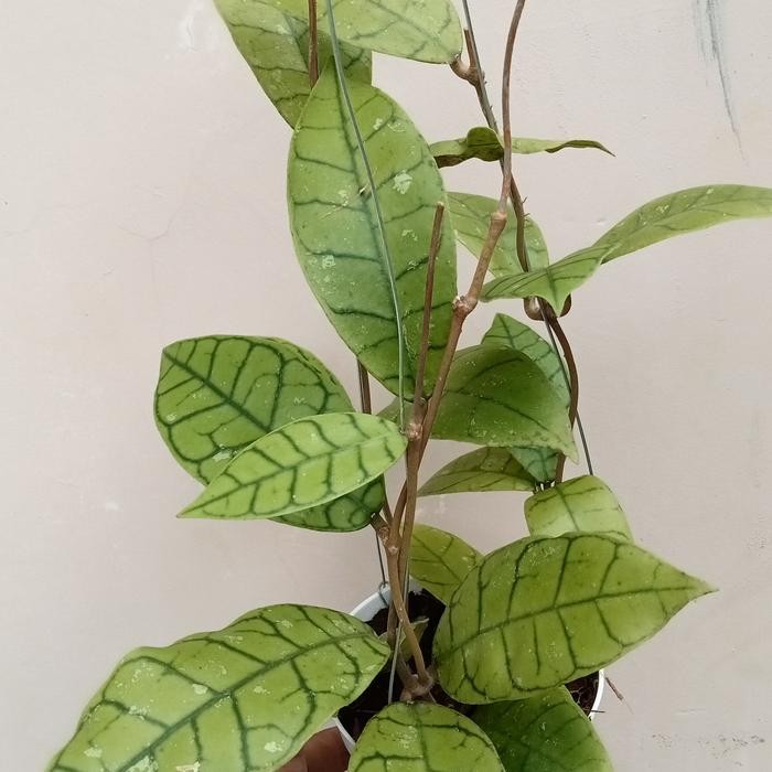 tanaman hias hoya berbunga