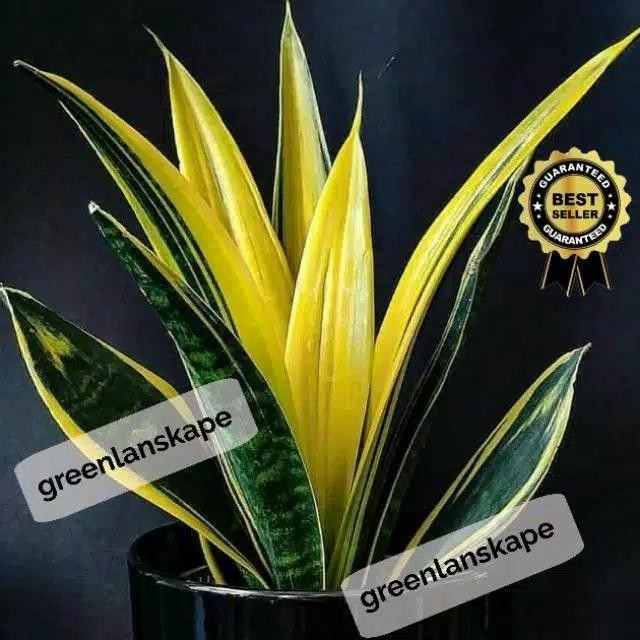 Sansevieria Gold Flame/ Sansivera Gold Flame