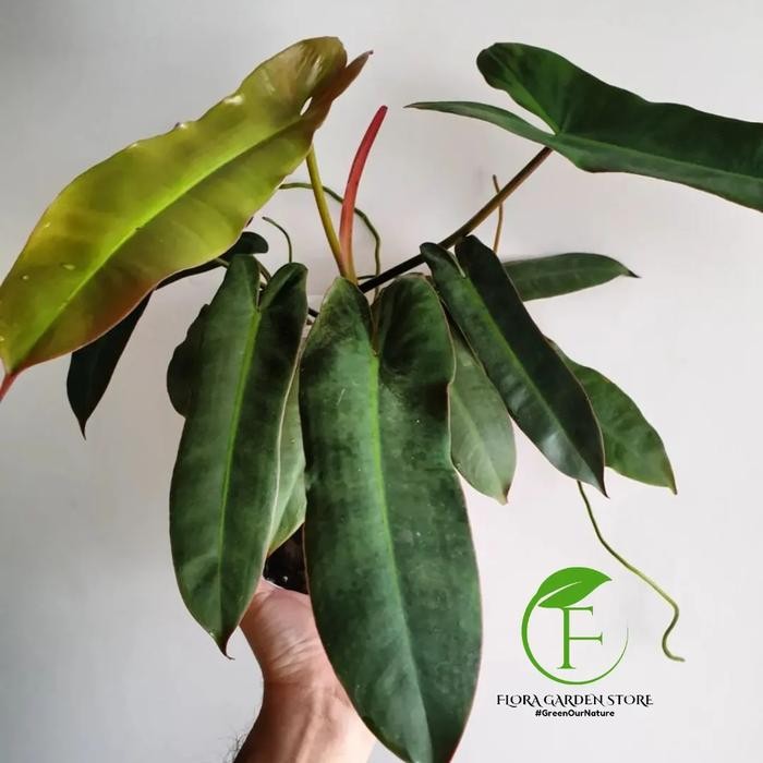Tanaman Hias Philodendron Atabapoense x Billietiae - Atabapoense