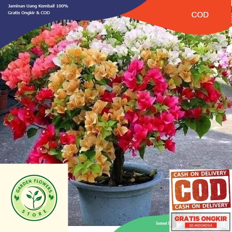 bibit tanaman hias bugenvil 4 warna - bibit bugenvil 4 warna - bonsai bugenvil (COD)