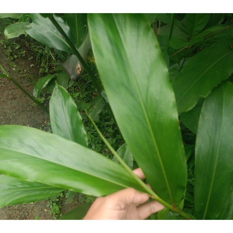 

SANS Daun Walang Rempah Segar 500 Grm Untuk Masak