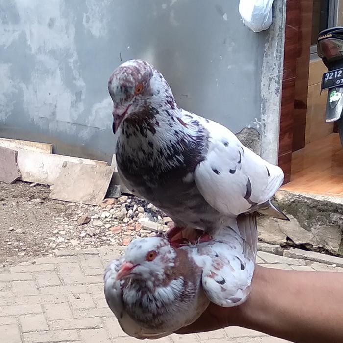 Gass. Burung Dara Sepasang Giring Joss