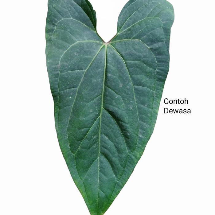 ASLI Bibit Taan Anthurium Kuping gajah Papillilaminum Red Stem READY STOCK