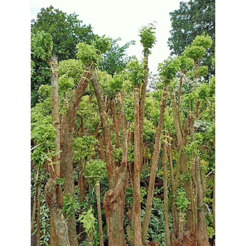 bibit tanaman hias pohon bonsai anting putri outdoor Cemara beringin udang kipas