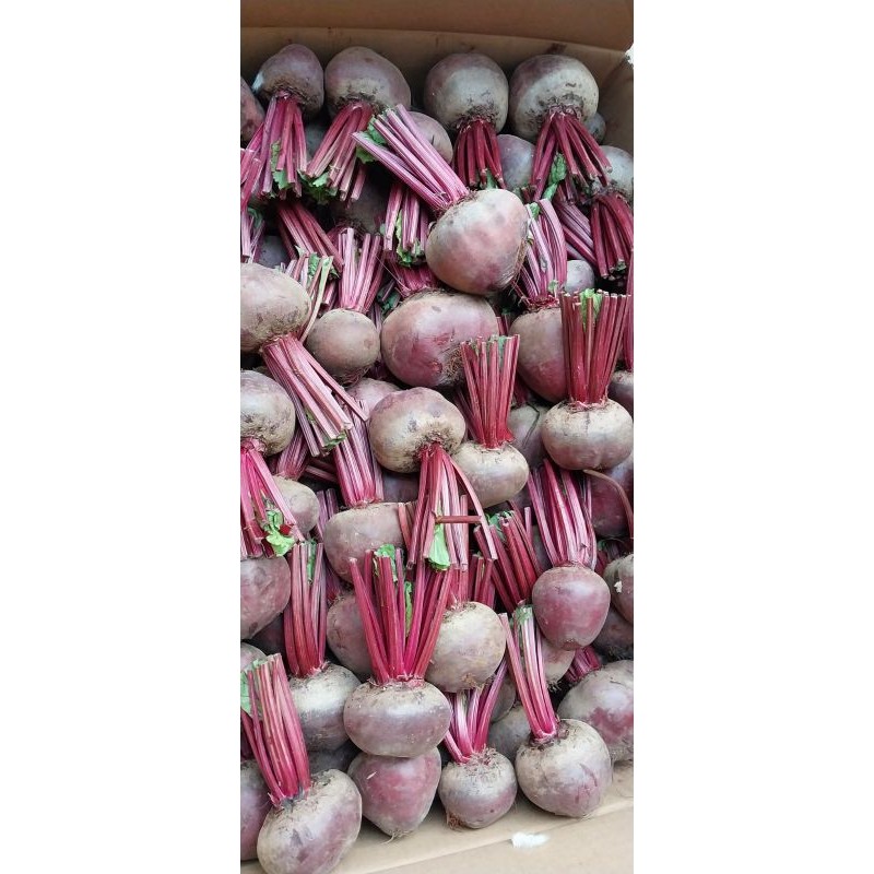 

Buah bit Organik Fresh 1kg