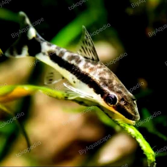IKAN PEMBERSIH LUMUT OTOCINCLUS