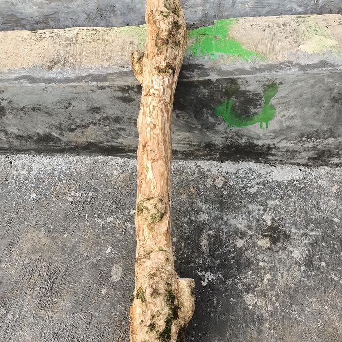 Tangkringan kayu kopi Iguana / tangkringan iguana dewasa diamter 10 cm