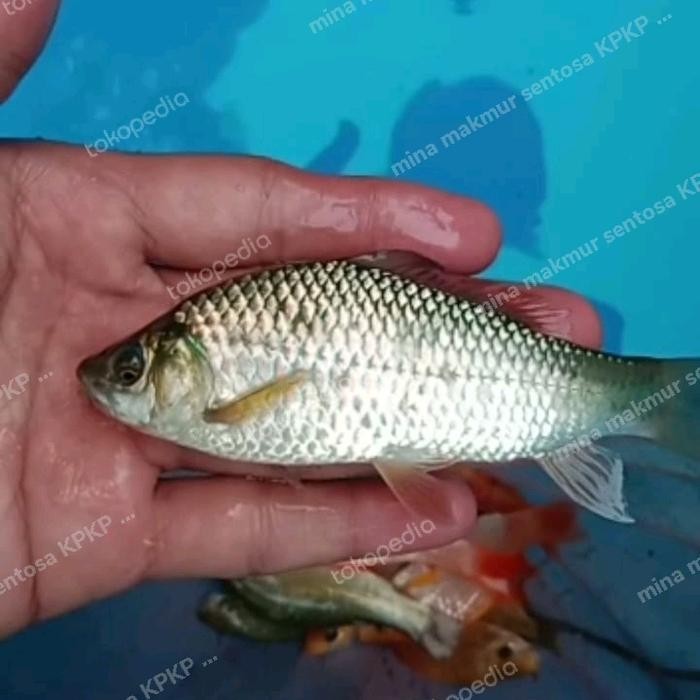 PAKET BIBIT IKAN NILEM ISI 50 EKOR UKURAN 2 JARI UP