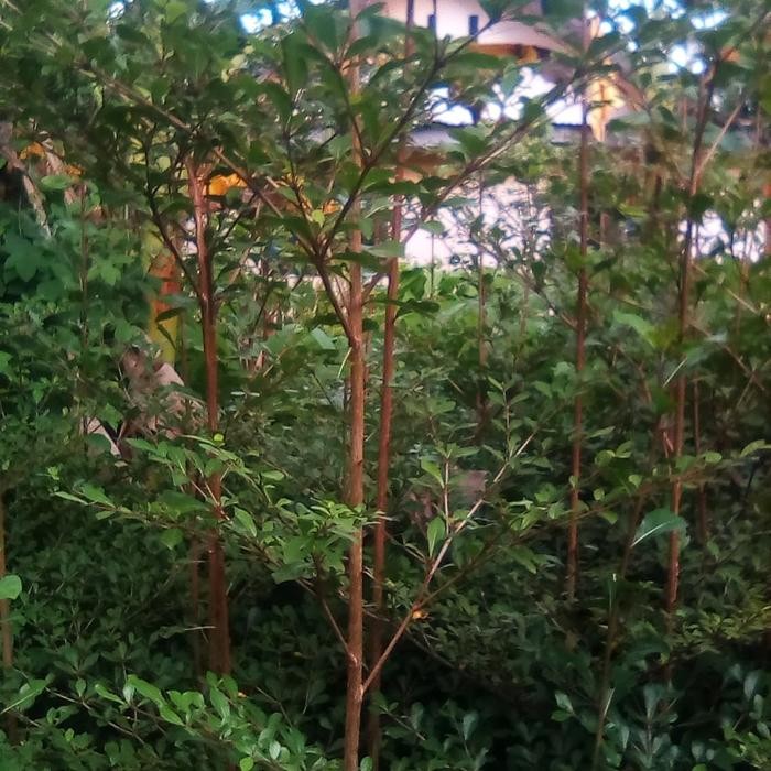 BIBIT KETAPANG KENCANA 1,5 METER // KETAPANG KENCANA