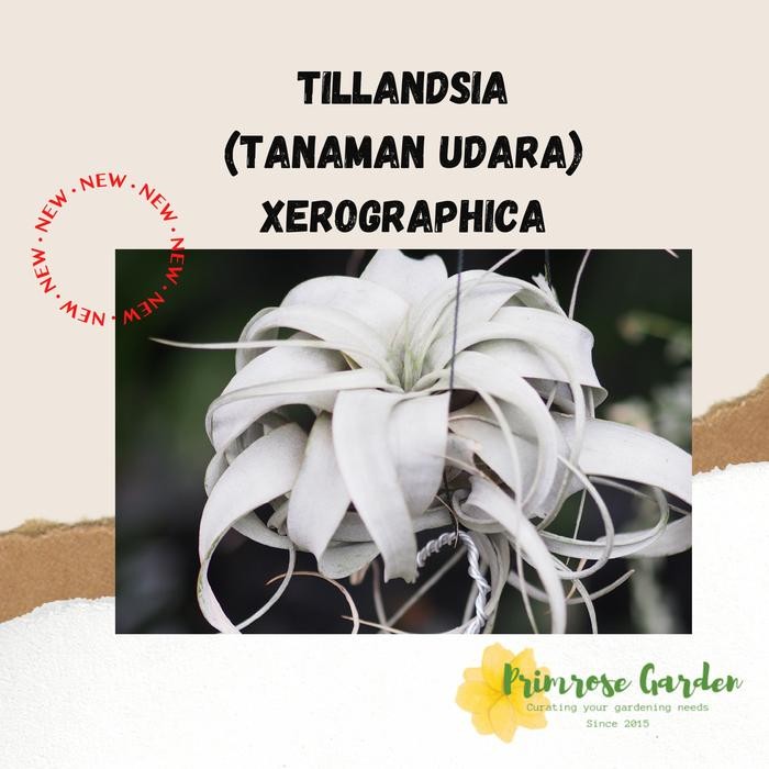Terlaris Xerographica Murah (Tillandsia)