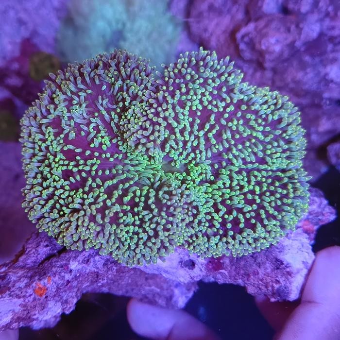 Anemon Karpet Semi Hijau Aquarium Laut