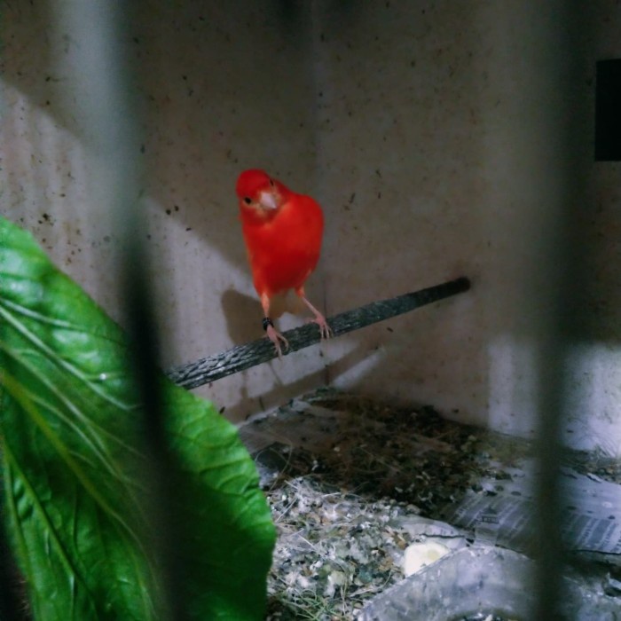 burung kenari merah lokal / merlok