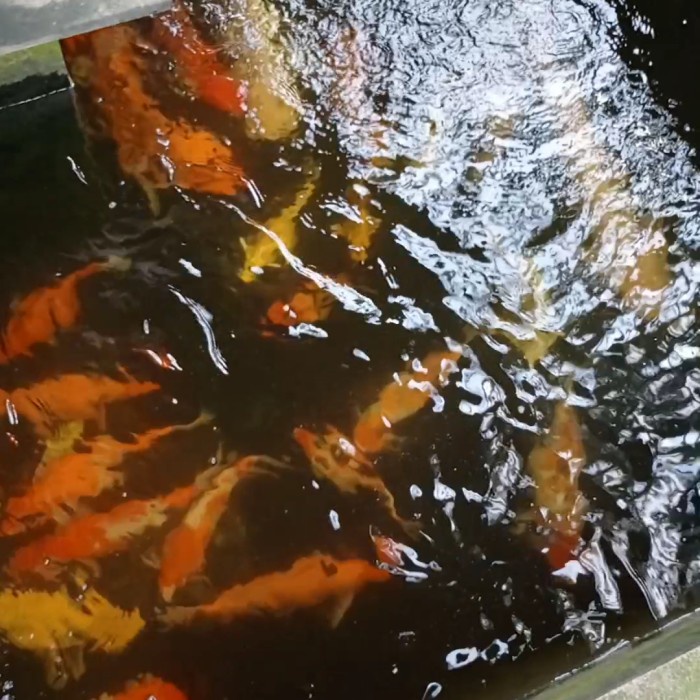 TERBARU perawatan kolam koi jasa
