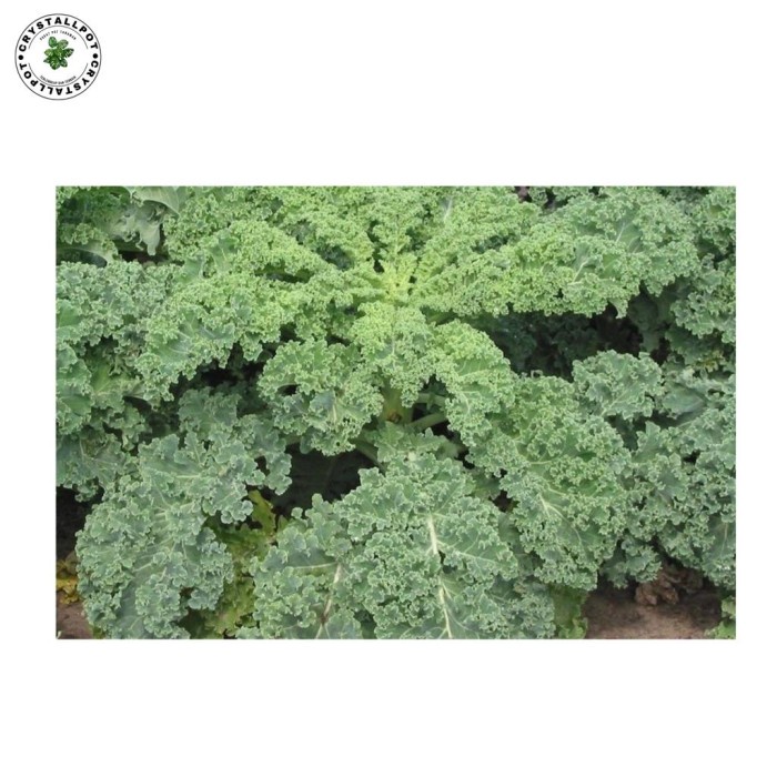 BENIH BIBIT KALE DWARF SIBERIAN HAIRA SEED - KALE SIBERIAN BUY 5 GET 1