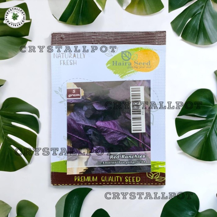 BENIH BIBIT BAYAM MERAH RED RANCHIES HAIRA SEED - BAYAM RED RANCHIES