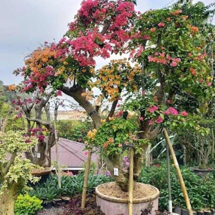 tanaman bugenvil mewah bonggol besar kondisi bonsay