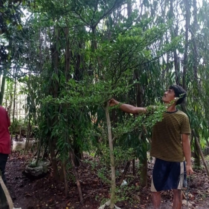 PROMO Pohon ketapang kencana tinggi 3meter