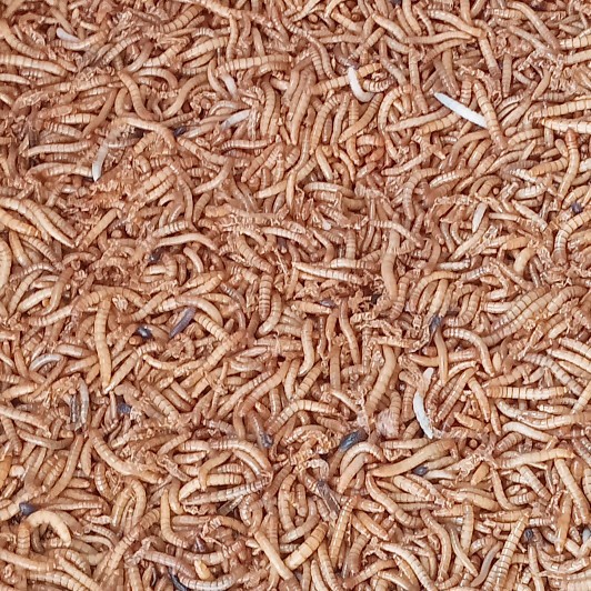 Ulat Hongkong Hidup 1 Kg