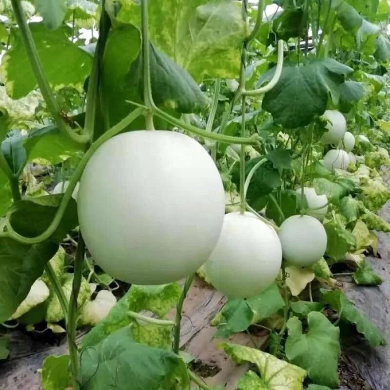 5 BUTIR BIJI / BENIH MELON HONEY GLOBE