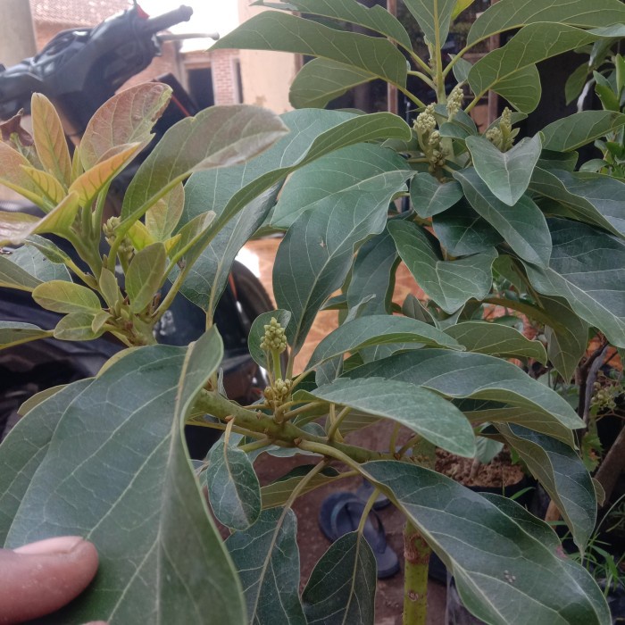 BIBIT ALPUKAT MIKI SUDAH BERBUNGA