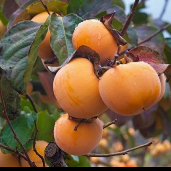 Bibit Buah Kesemek Persimmon Import Zealand PREMIUM