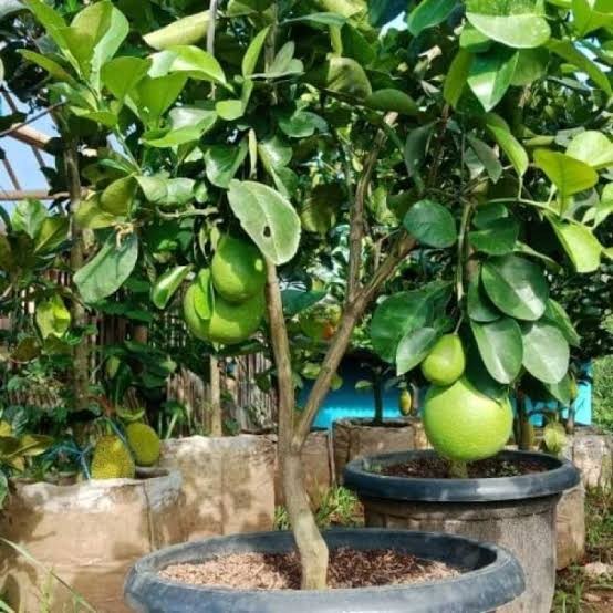 bibit jeruk Bali pamelo pohon jeruk Bali buah jeruk bali PREMIUM