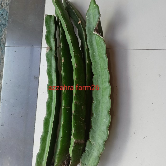 BIBIT STEK GOLDEN YELLOW ISIS/BIBIT BUAH NAGA PREMIUM