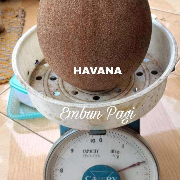Bibit Buah Mamey Sapote jenis Havana PREMIUM