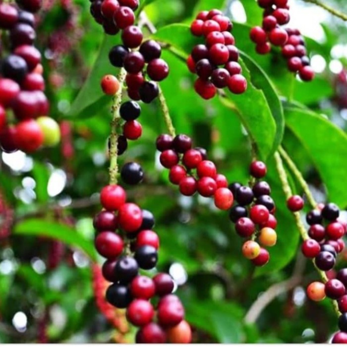 tanaman buni/bibit pohon buni/buah buni/pohon buni PREMIUM