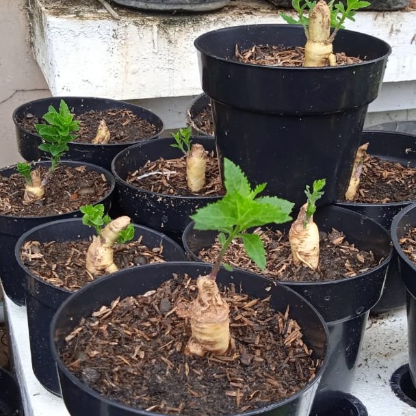 Tanaman Ginseng Merah Korea Tanaman Gingseng Herbal Gingseng Merah