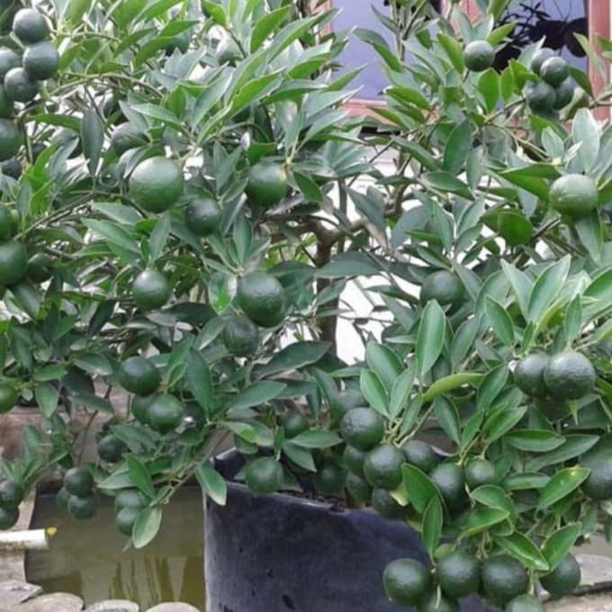 TANAMAN JERUK SONKIT/JERUK KINKIT / PONTIANAK / SUDAH BERBUAH LEBAT