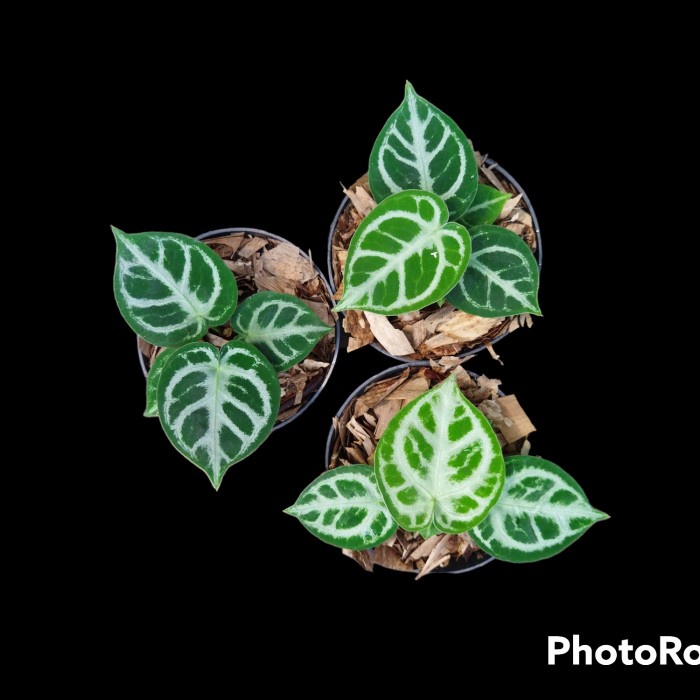 [mojiko] - kuping Gajah Dorayaki mangkok