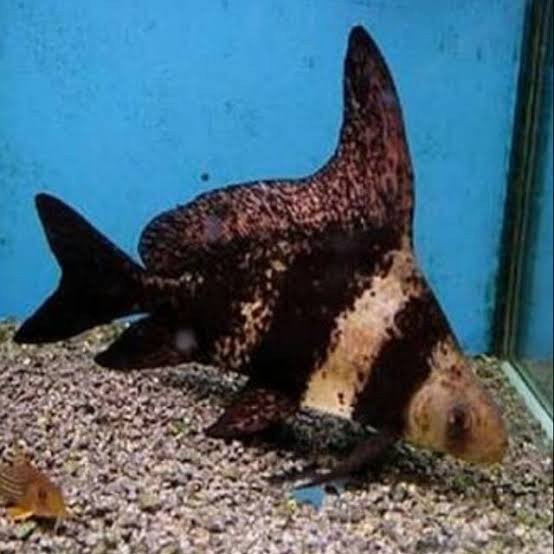 ikan chinese high fin chf