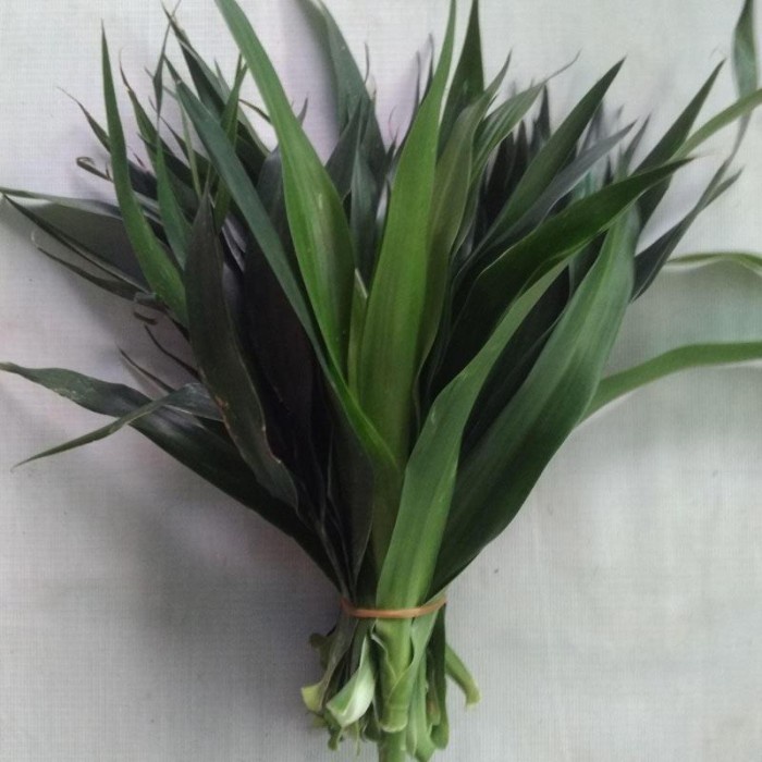 

Ready Stok" Daun Suji Segar Langsung Dari Kebun, Pewarna & Pengharum Makanan Alami